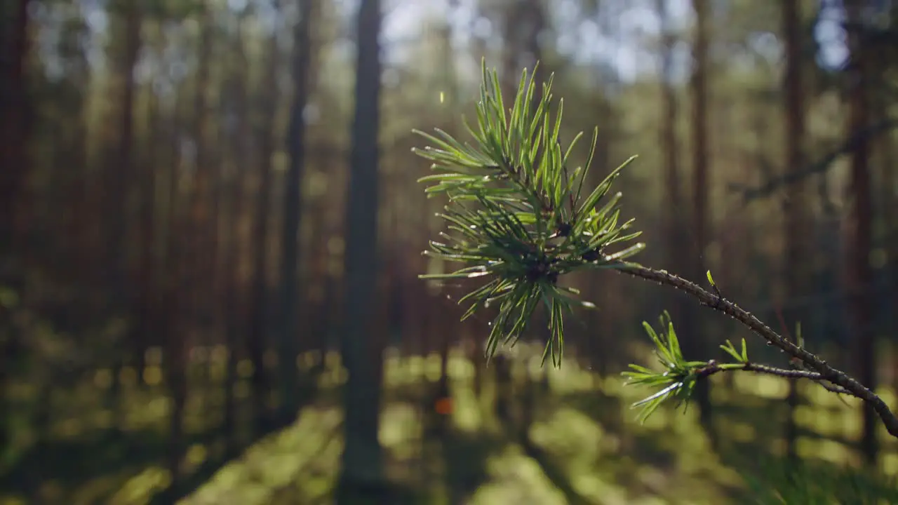 Close-up of vibrant green pine needles on a sunlit pine branch capturing the essence of a warm summer day in the pristine outdoors