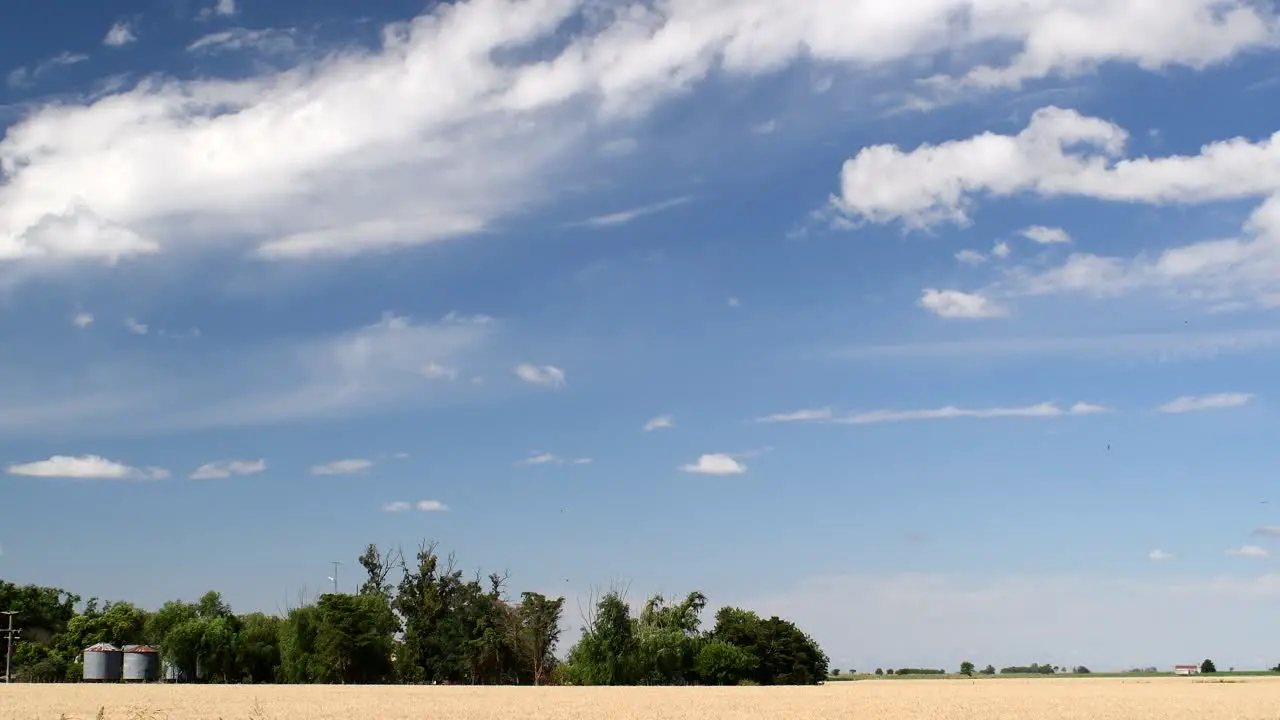 View of a wheat sown field with a grove and a pair of silos in the background on a sunny afternoon