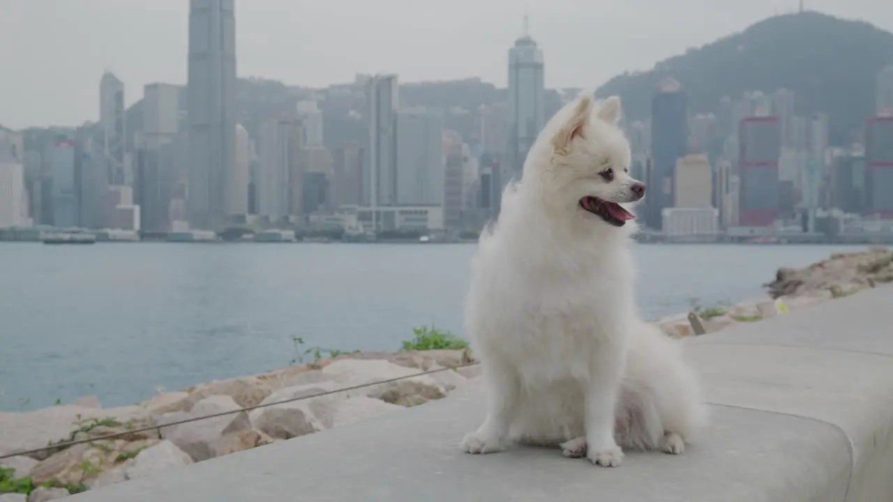 White pomeranian dog outdoor