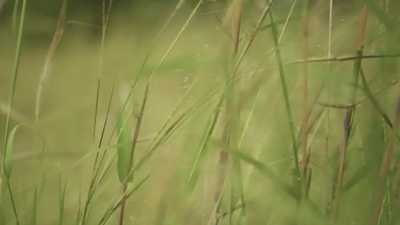 Blurry tall grass in rural setting