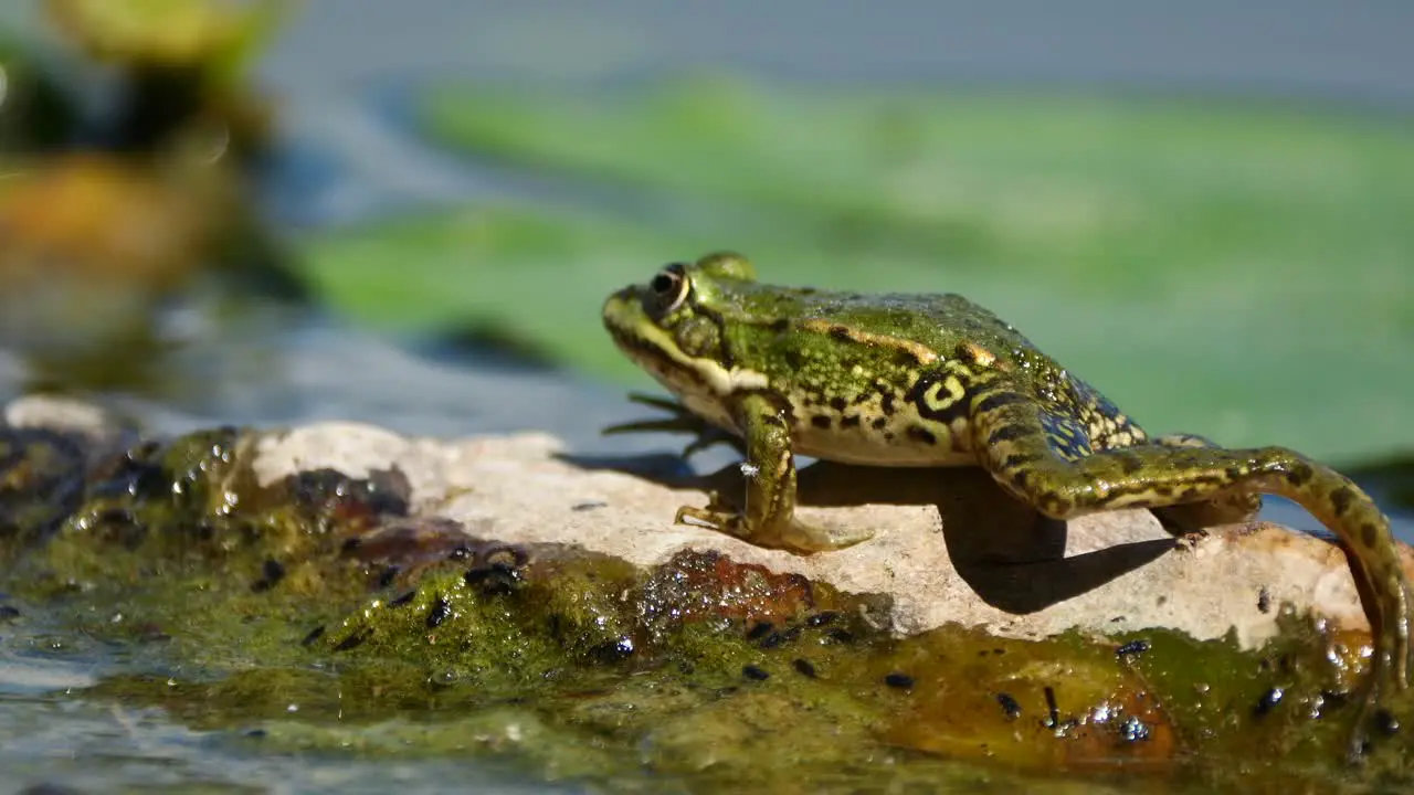 Super slow motion of wild Frog moving on outstanding rock of lake during sunny day close up