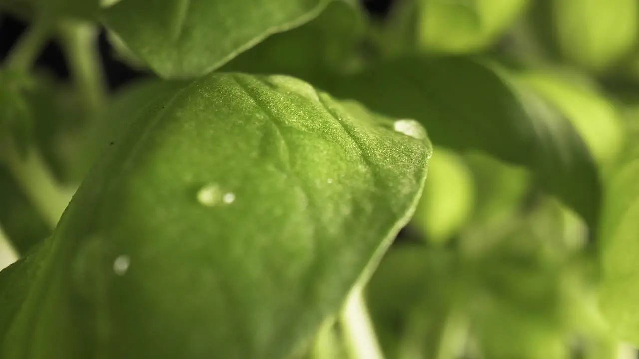 Zoom out slow macro video of water drop on basil leaf