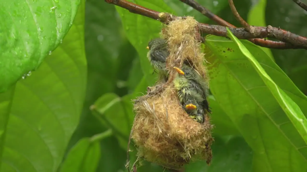 thee orange bellied flowerpecker chicks in a nest under the raindrops