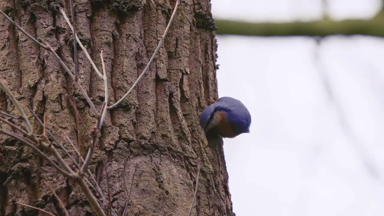 Eurasian nuthatch Sitta europaea Looks for Food on Tree Trunk Close Up Slow Motion