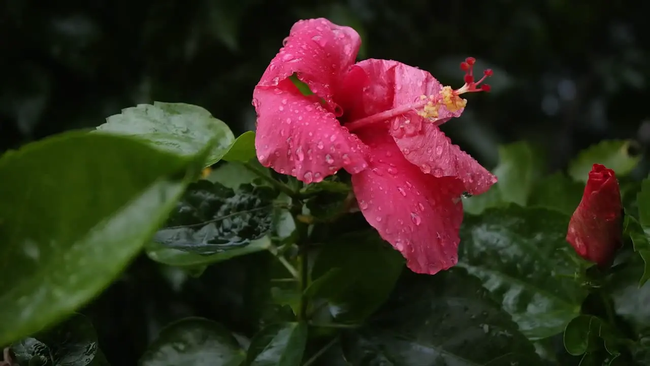 Canna rose red flower with raindrops