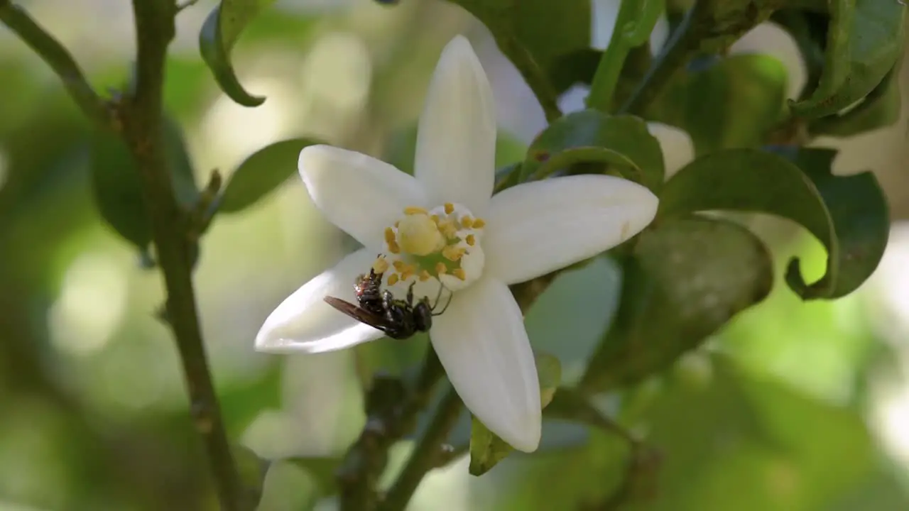 Sweet orange flower pollinated by a species of stingless bee