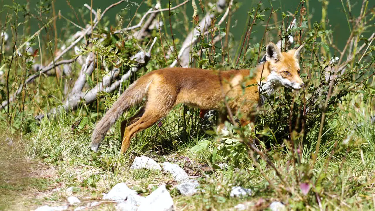 Cute Wild Fox Searching For Food And Leaving Elegantly