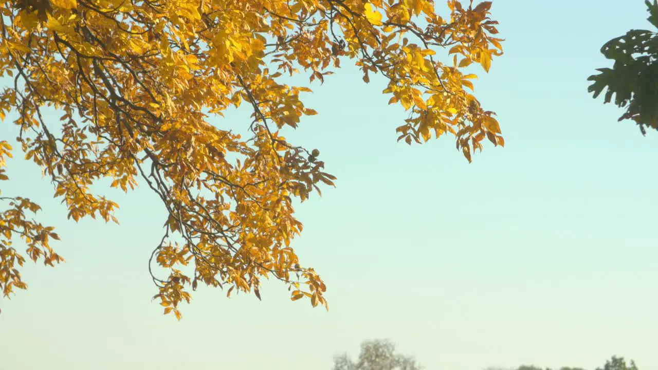 Golden leaves on a tree during the autumnal season