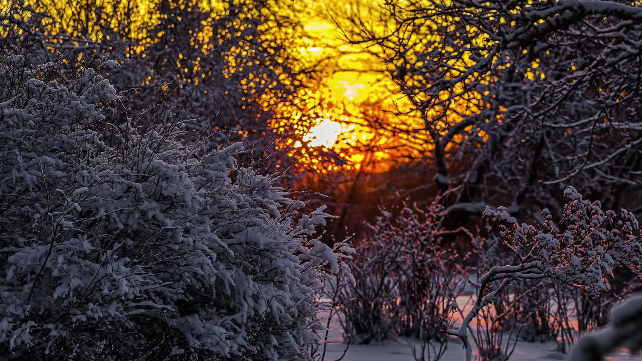 Timelapse Of Golden Orange Sun Rising In Background Behind Snow Frost Covered Trees