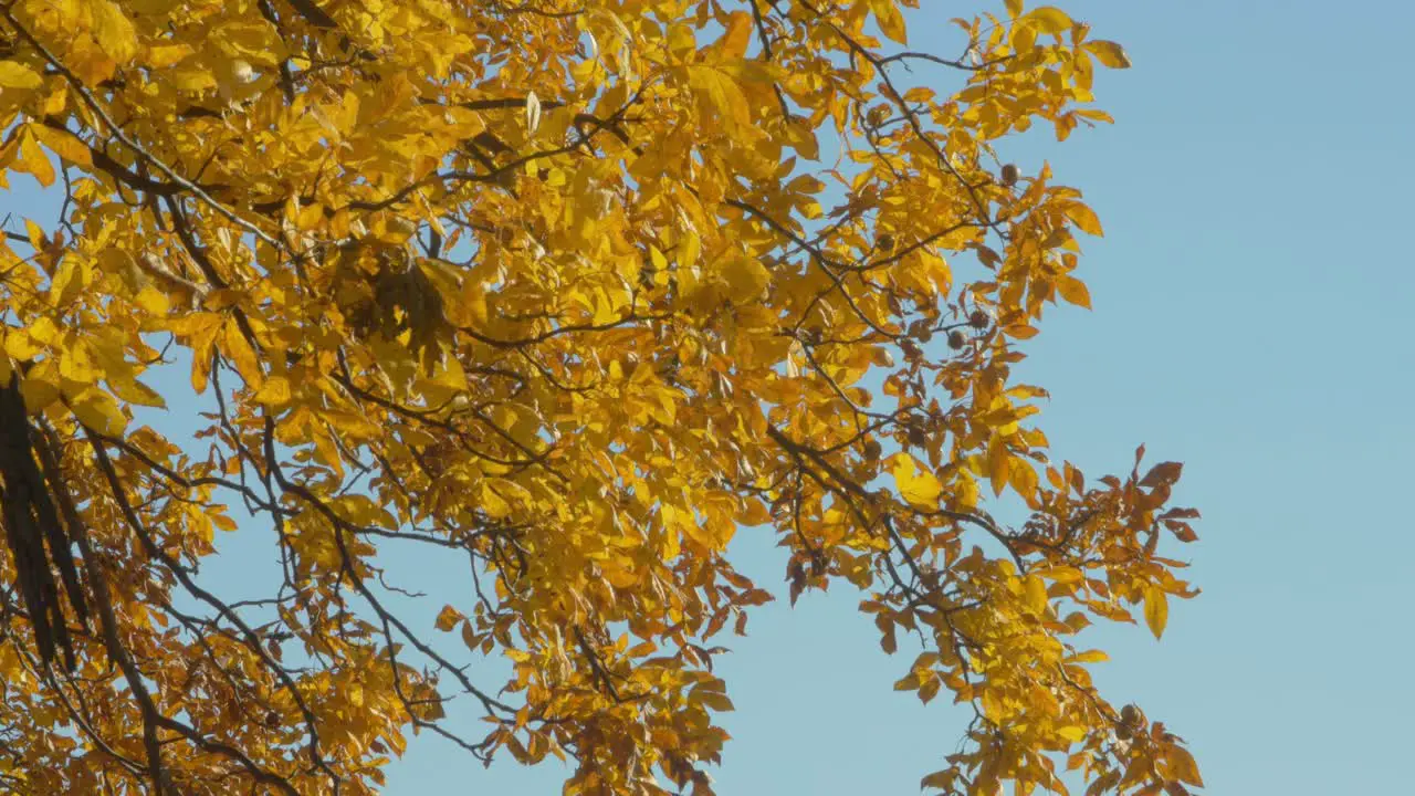 Close view of an autumnal tree