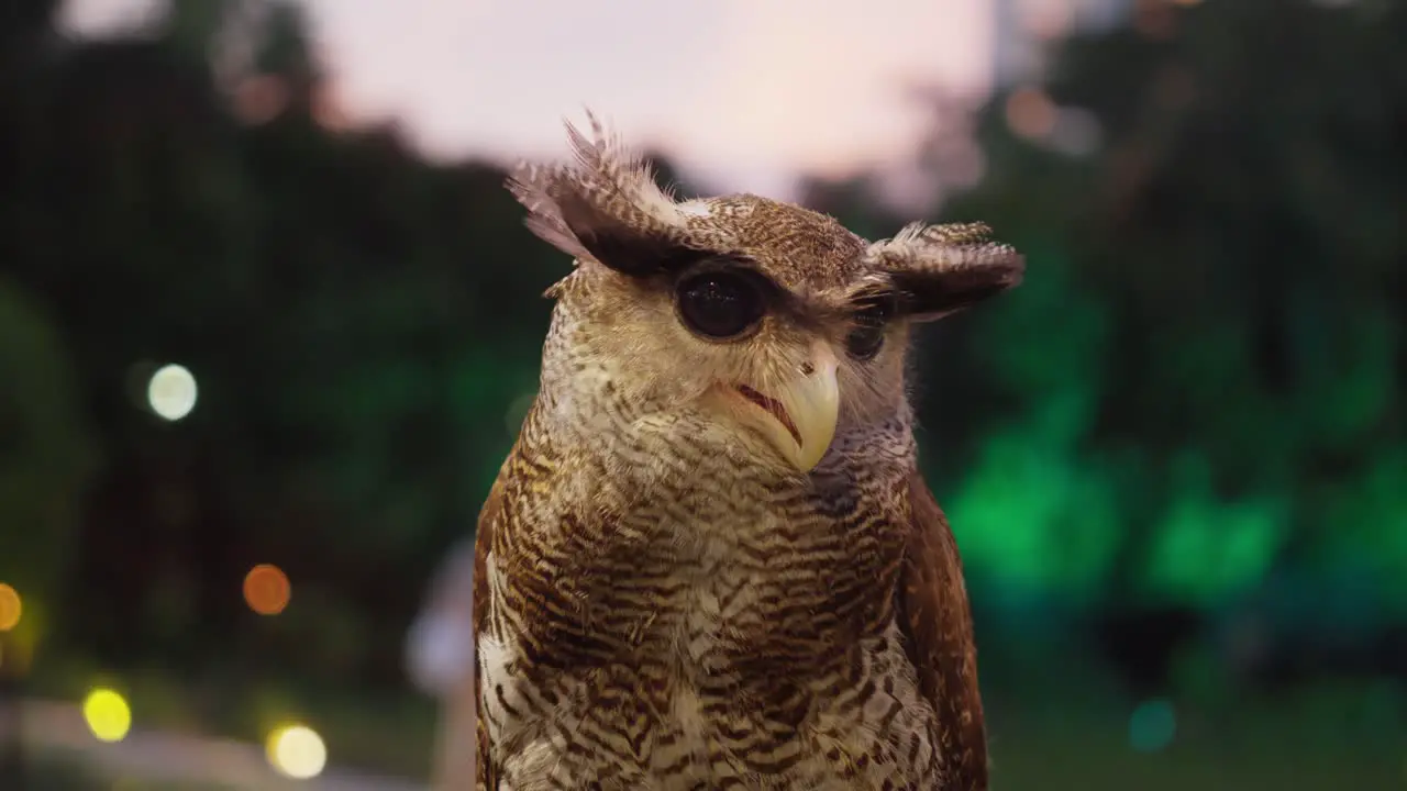 Beluk Jampuk Barred eagle-owl or Bubo sumatranus with bokeh background lights