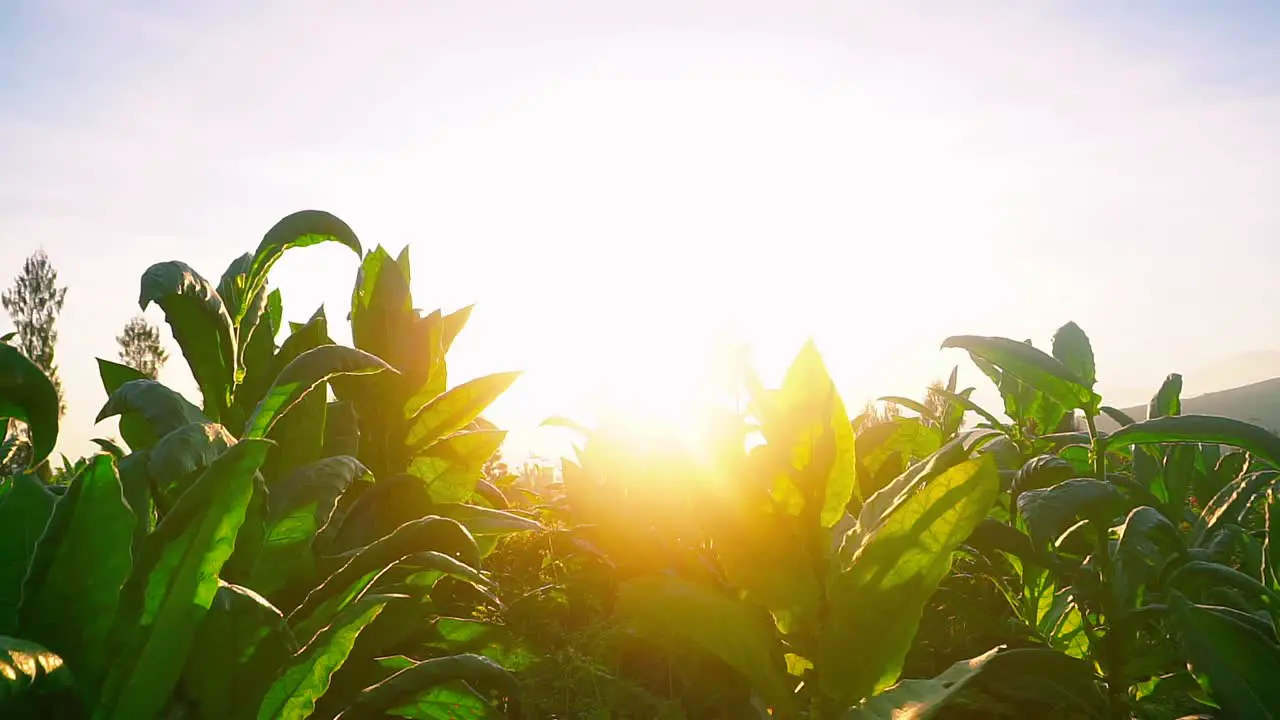 Close up shot of green leaves of Tobacco Plant against golden sunrise in the morning on the tobacco plantation