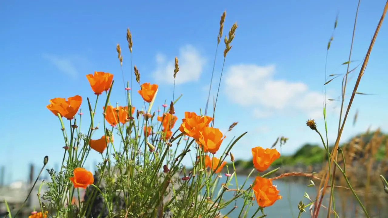 Beautiful Orange Poppy Flowers Sways In The Wind With Blue Sky In Background