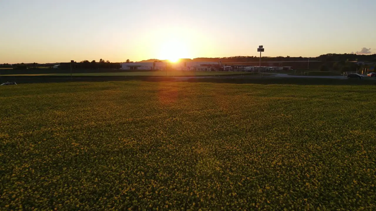 Aerial sunset flight over yellow flower field in Bavaria Germany