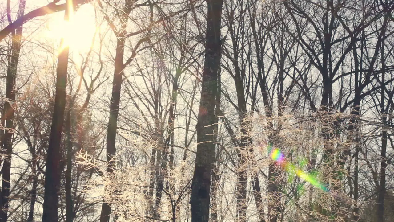 Sunlight in winter forest Sun shine through tree branches covered with snow