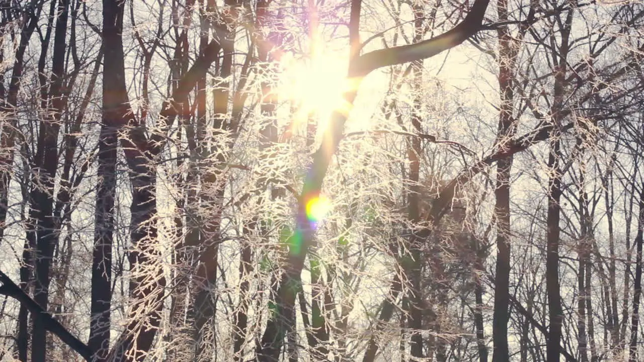 Sunset in winter forest Sun shine through tree branches covered with snow