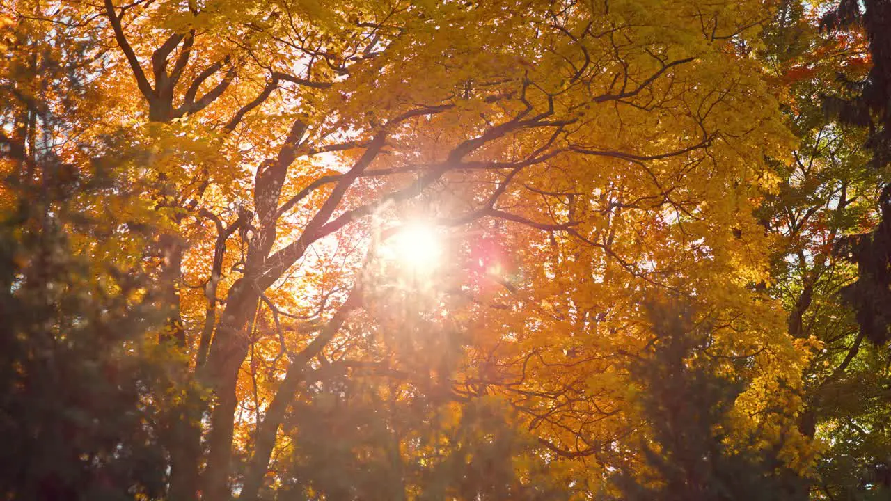 Beautiful Morning Sunrise in Sunny Autumn Deciduous Forest with Sunrays Shining through Golden Orange Tree Leaves and Branches