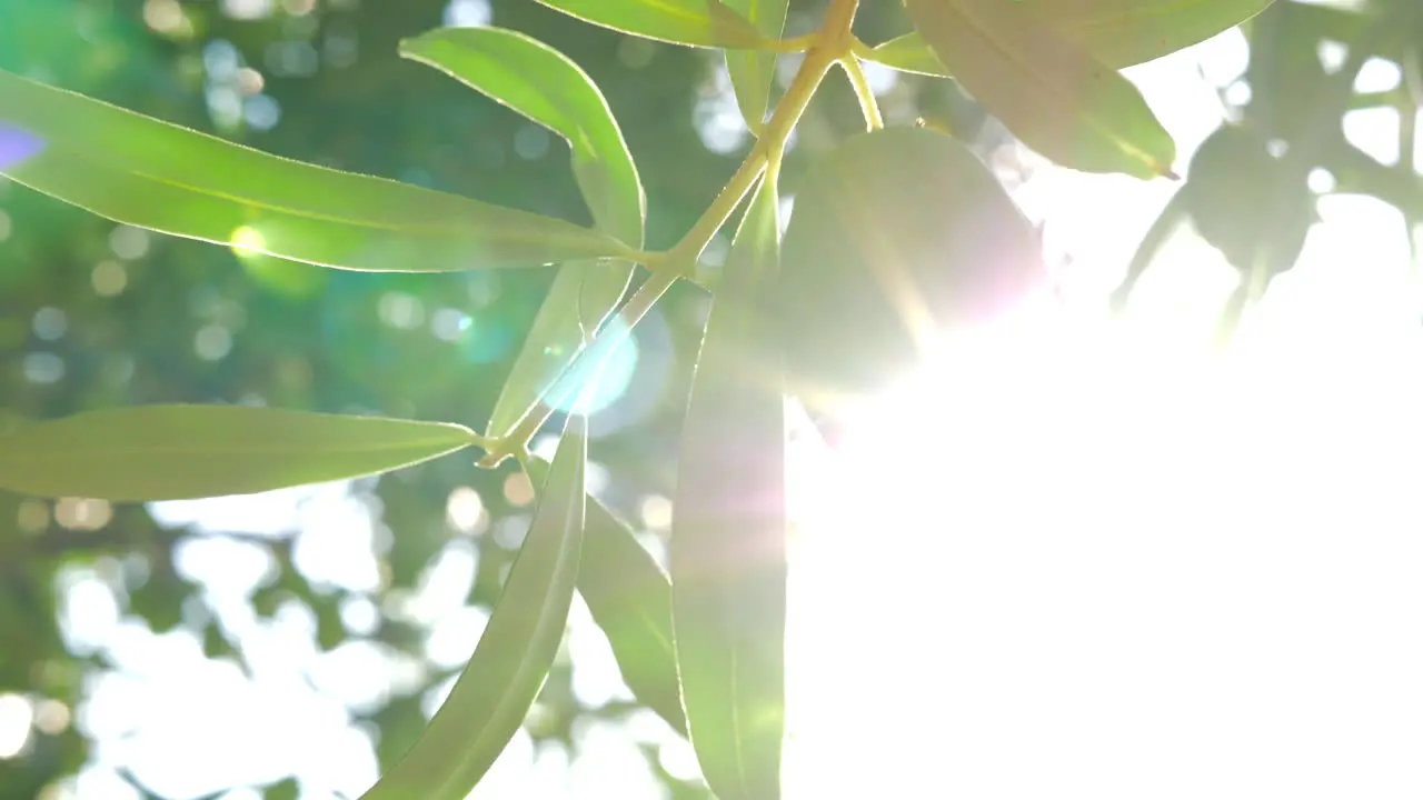 Olive tree branch against sunshine