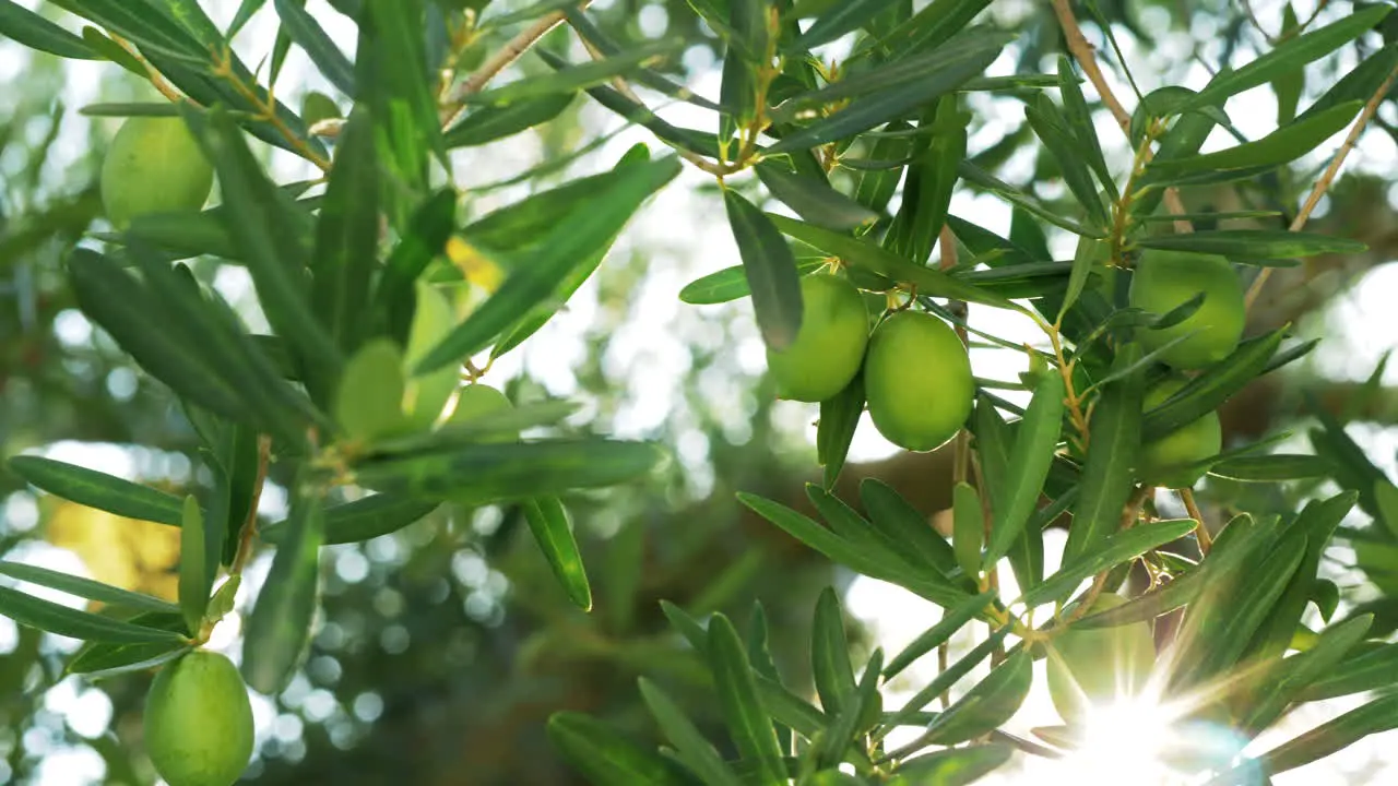 Green olive tree against sun light