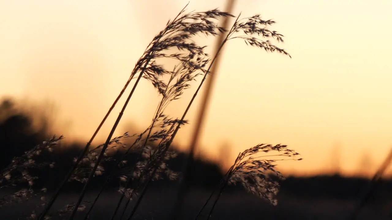 Reed moving slowly in the wind at golden sunrise beautiful nature scene