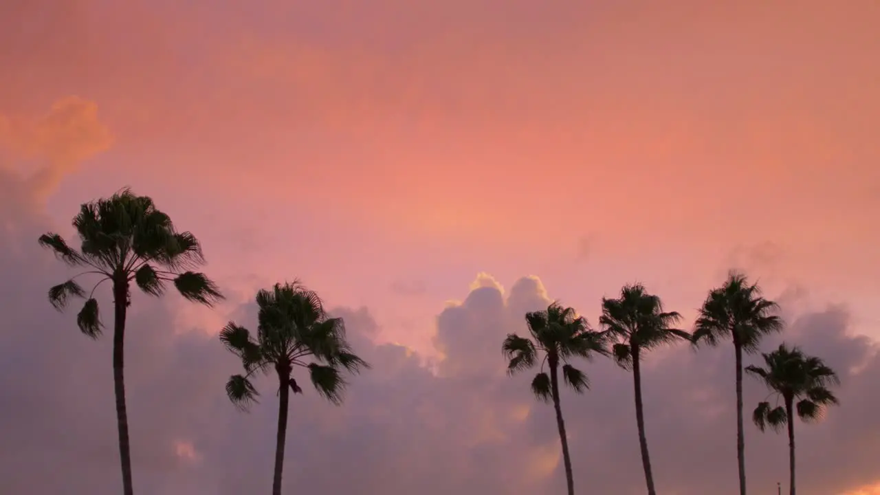 Silhouette palm tree against purple sunset with miami