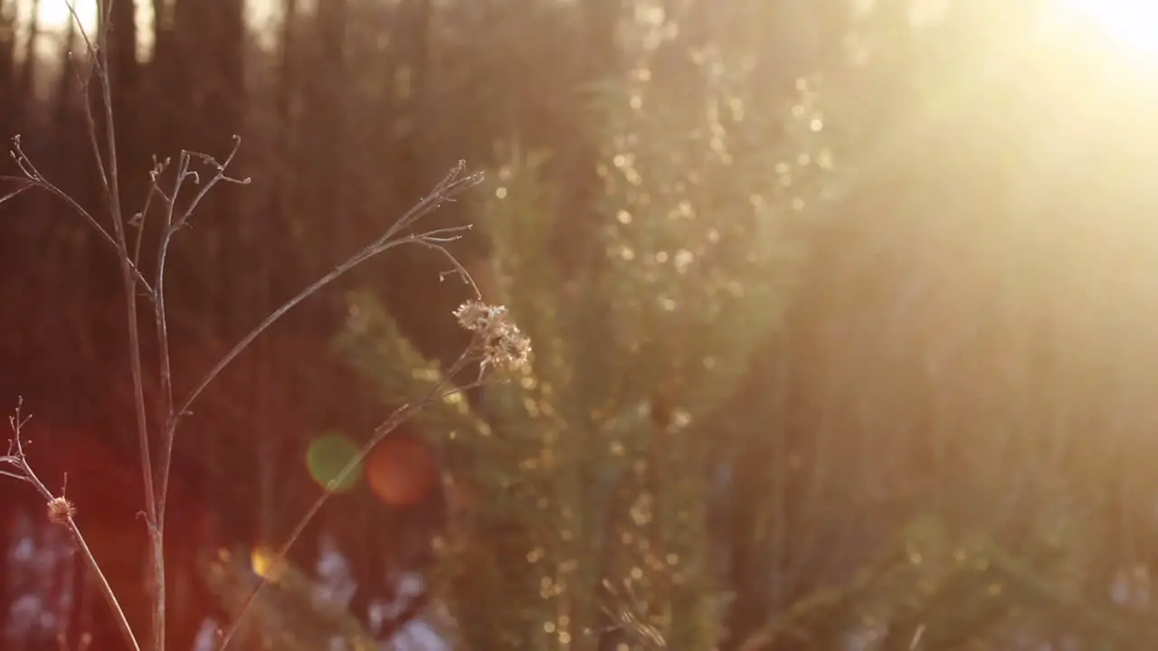 Dry branch and pine tree iat forest sunset Closeup Sunset at autumn forest