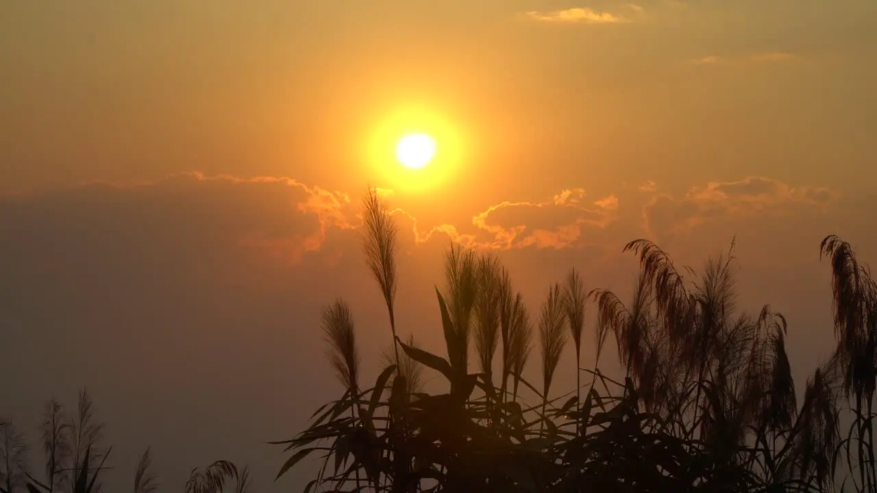 A golden sunset in Thailand dramatic grass movement in the foreground