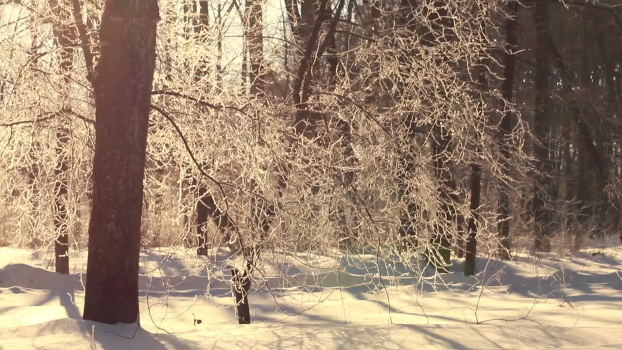 Winter tree Sun flare in tree branches Tree trunk Winter forest Winter scene