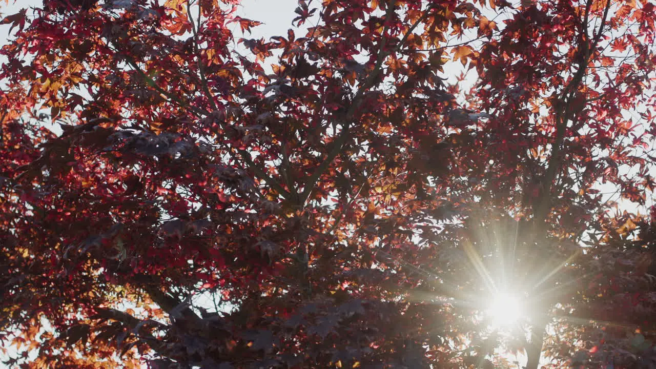 The sun shines through the branches of an American maple