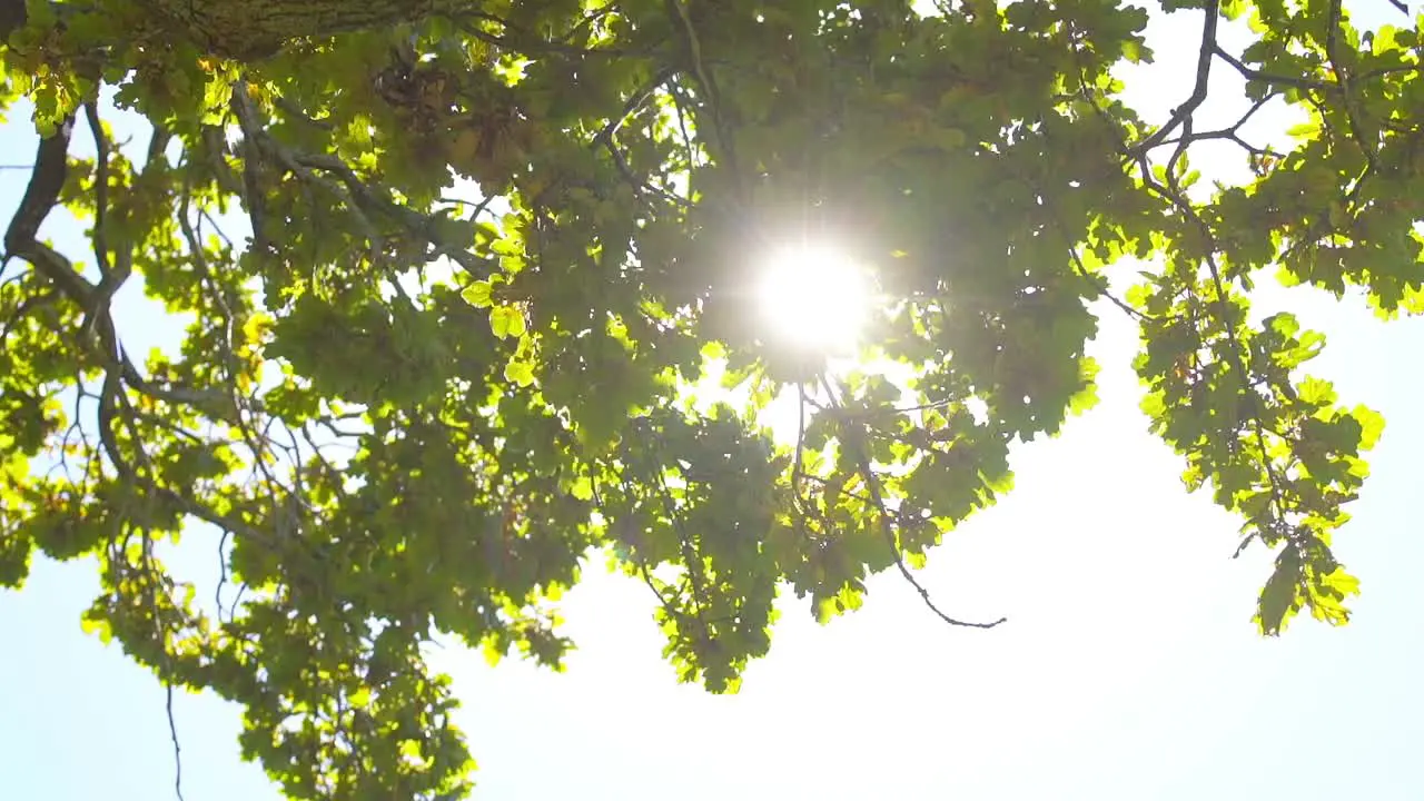 another sunburst close up of the trees