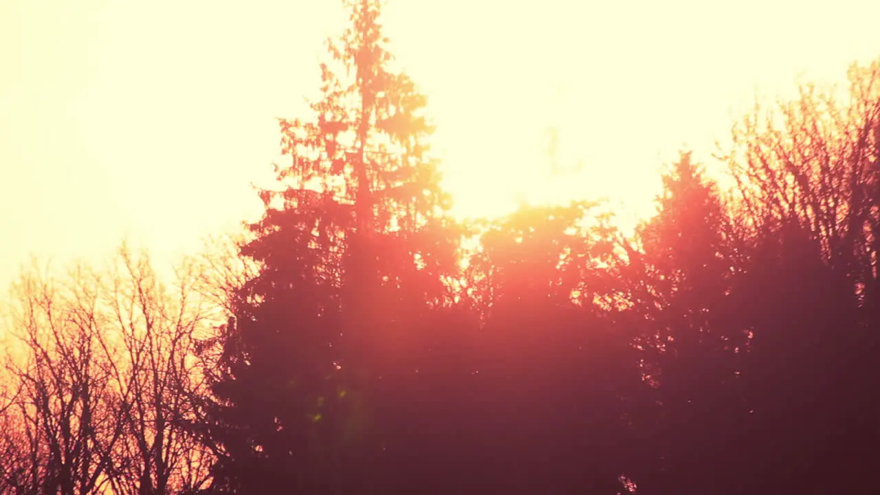 Trees silhouette at forest sunset Forest silhouette at autumn sunset