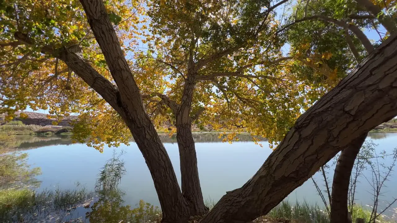 Trees in autumn along side the river