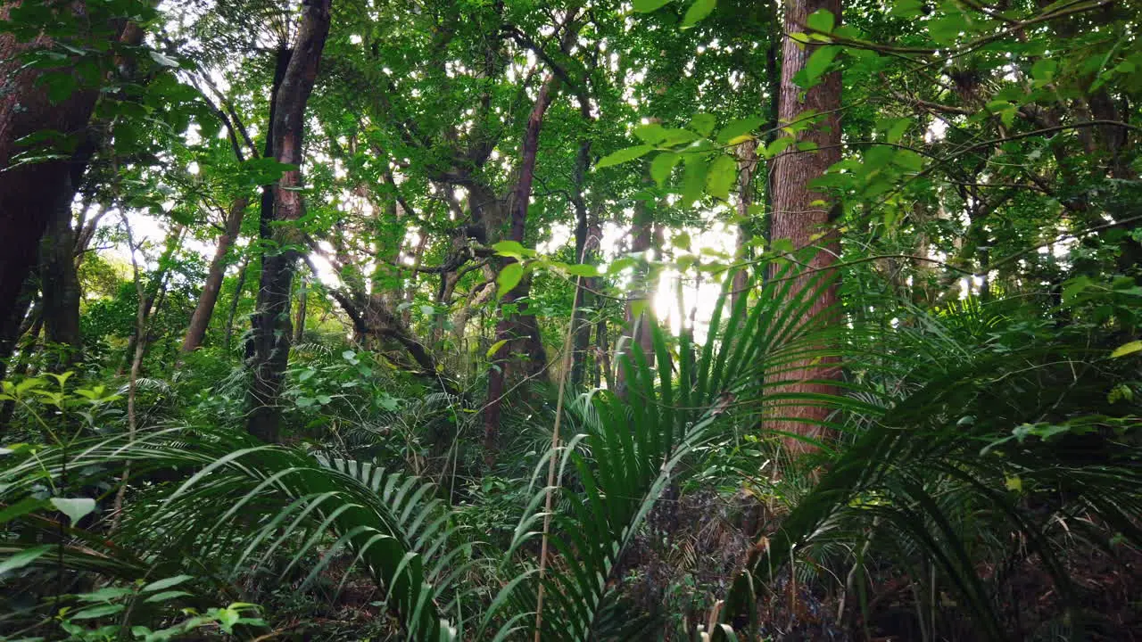 Sun shines bright through thick rainforest vegetation in park of New Zealand