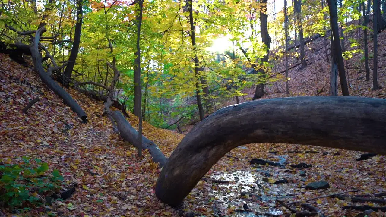 Water Stream in the Woods During Fall with Sun Flare Peaking Through Trees