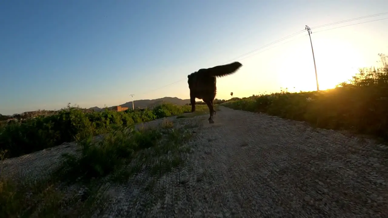 Labrador running off into the sunset