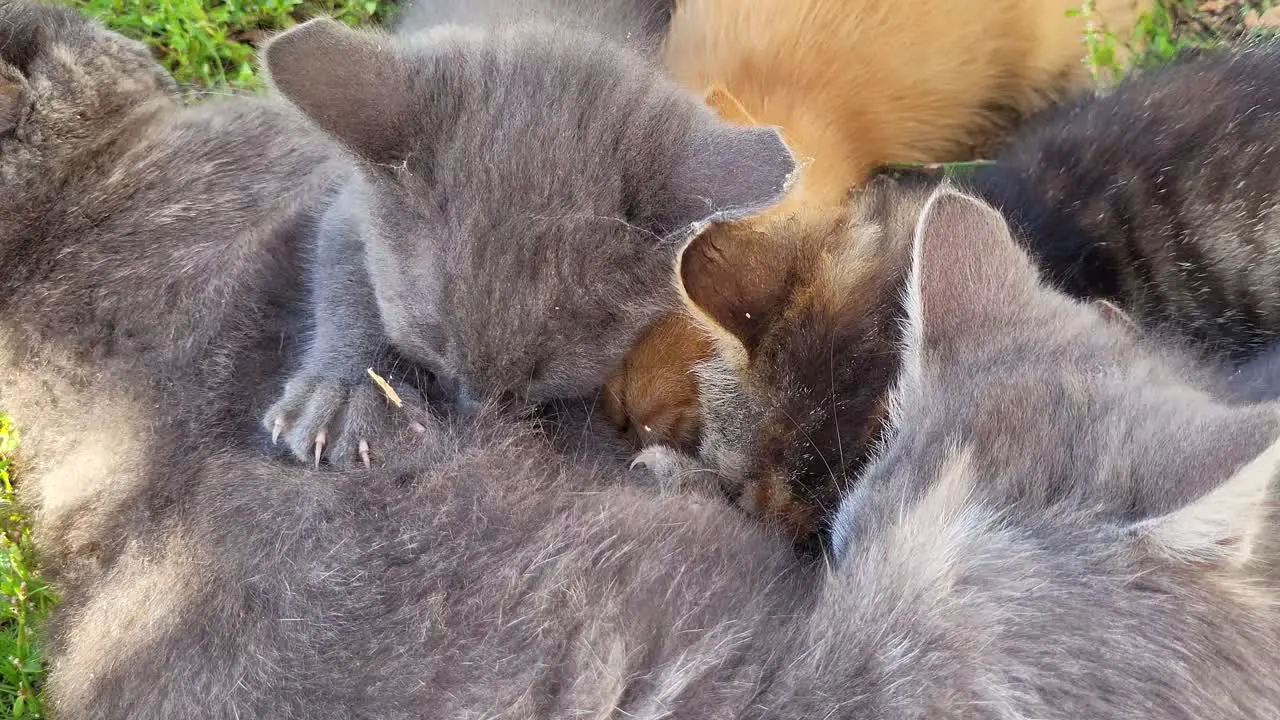 Young sweet cats suckle from their mother heartwarming