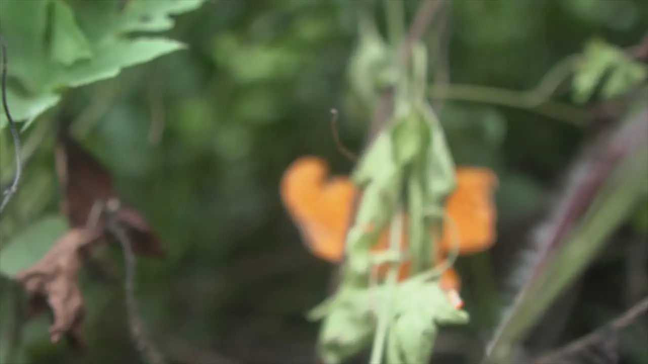 In this cinematic slow-motion shot the camera zooms out capturing vibrant green plant leaves in sharp focus