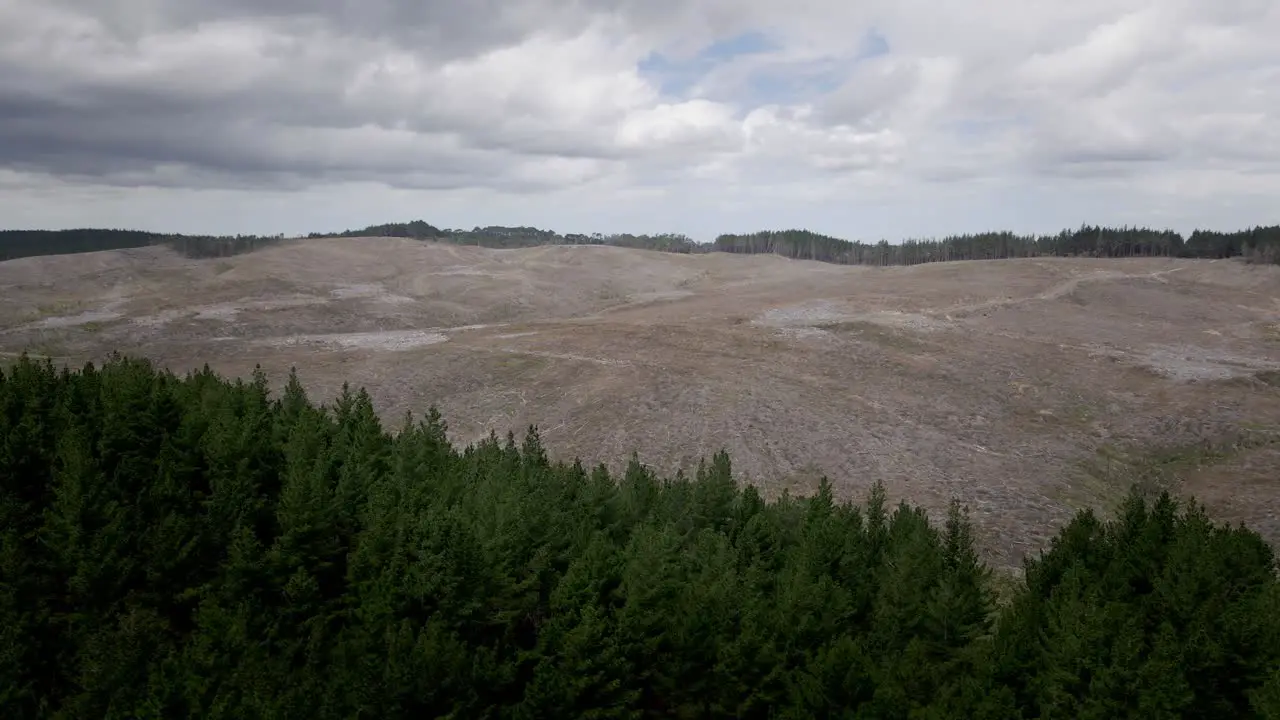 Aerial of a pine tree forest after deforestation cloudy sky