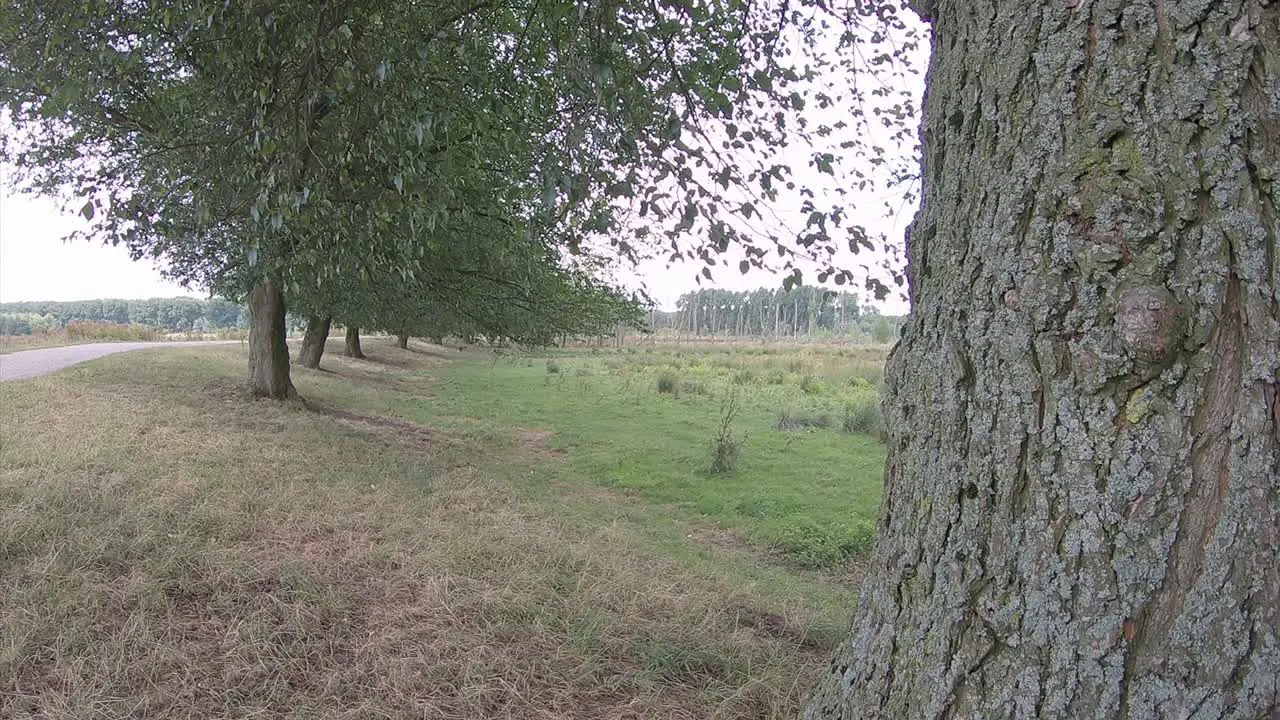 Trees in park along a road on a cloudy day