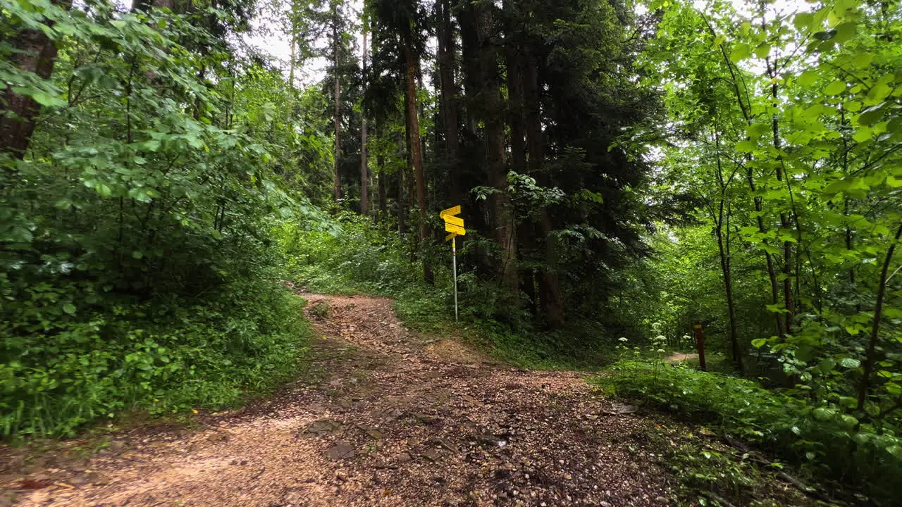 Walking in the middle of a forest facing different pathways | Berchtesgaden Germany