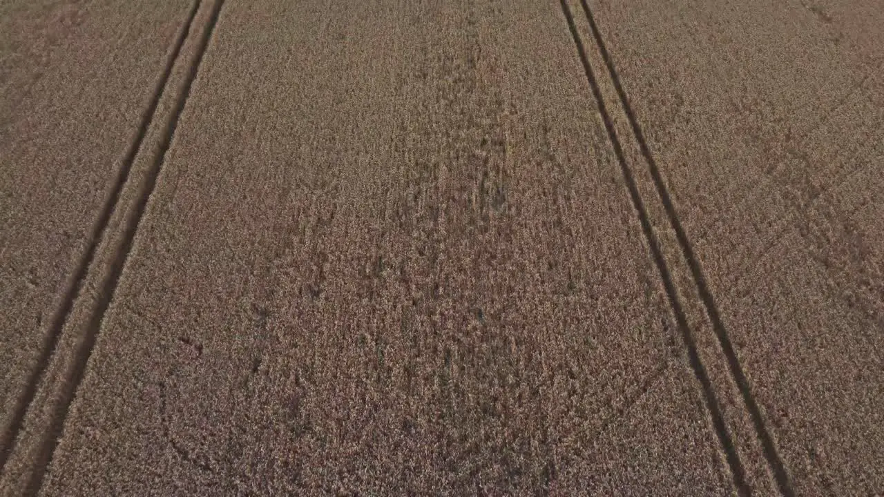 A birds-eye view flyover of a wheat field with tractor tracks