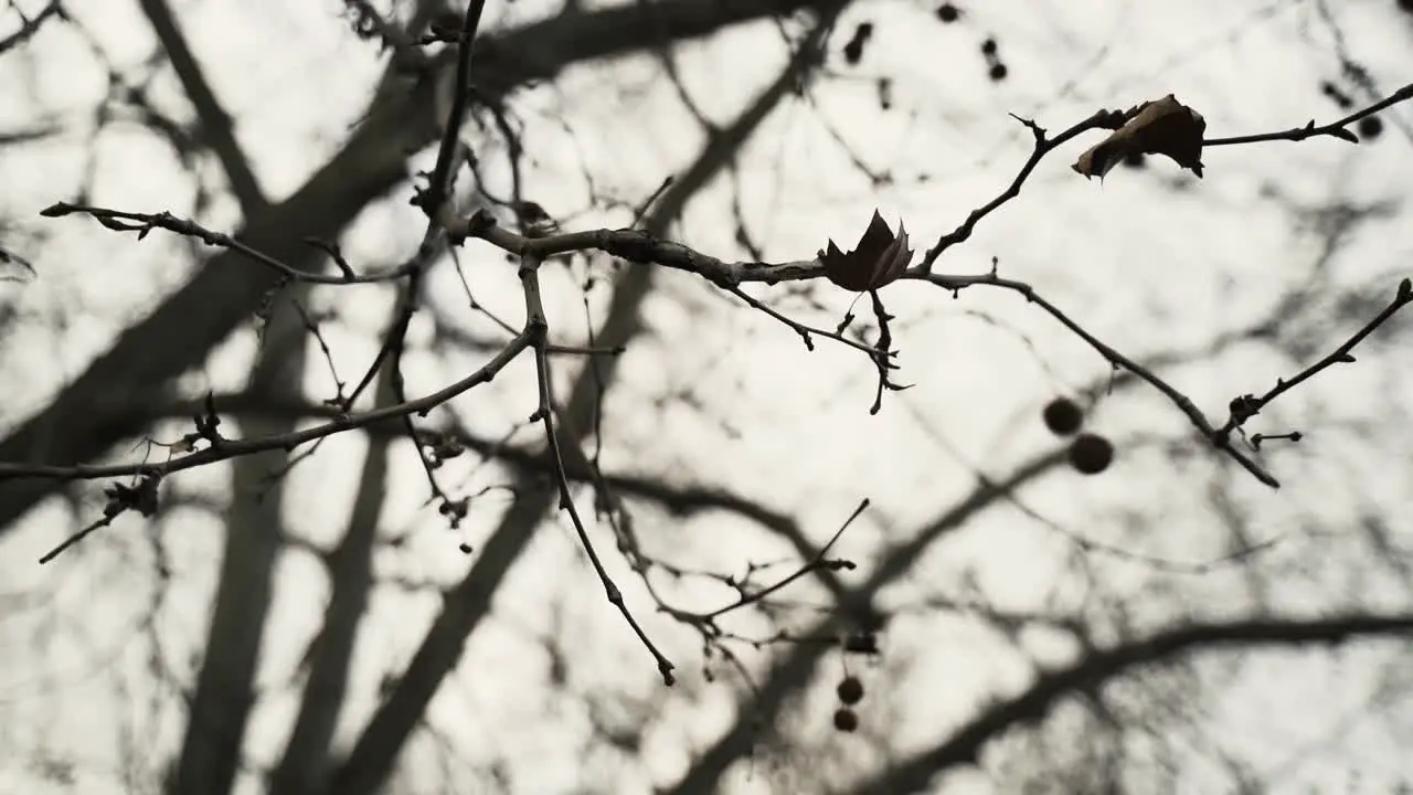 B-roll of bare branches in tree in autumn without leafs-1