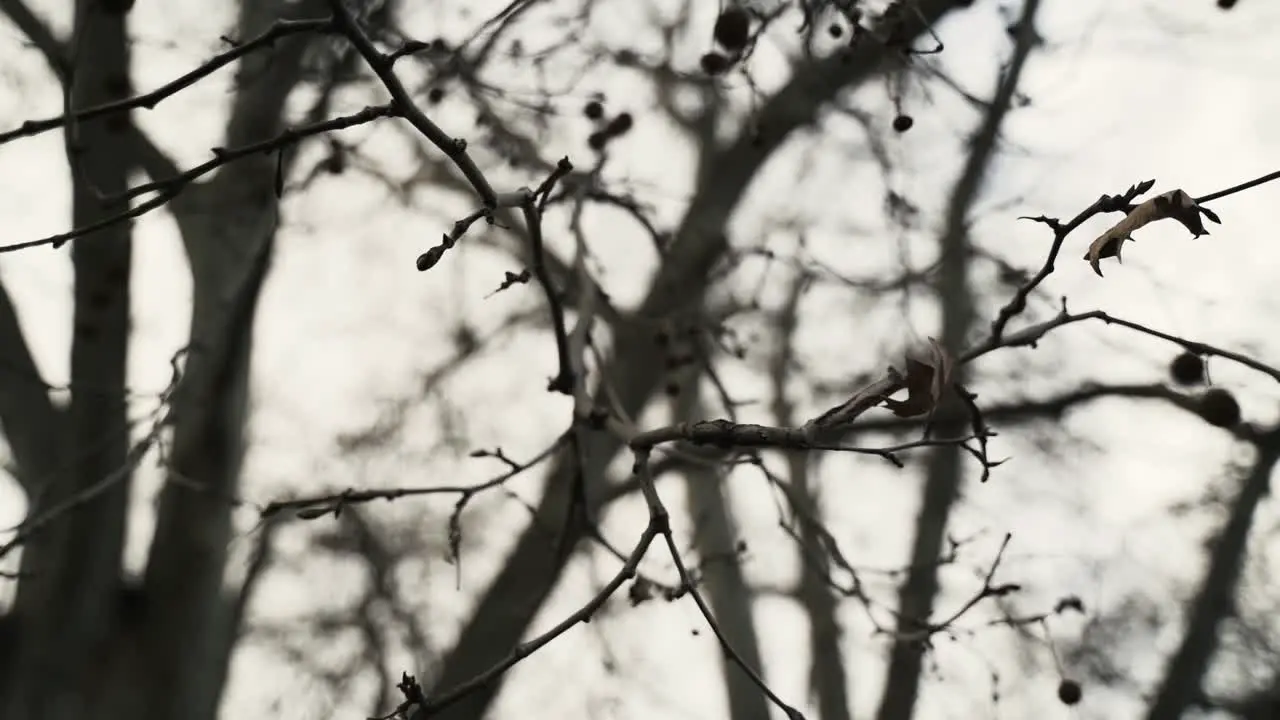 B-roll of bare branches in tree in autumn without leafs