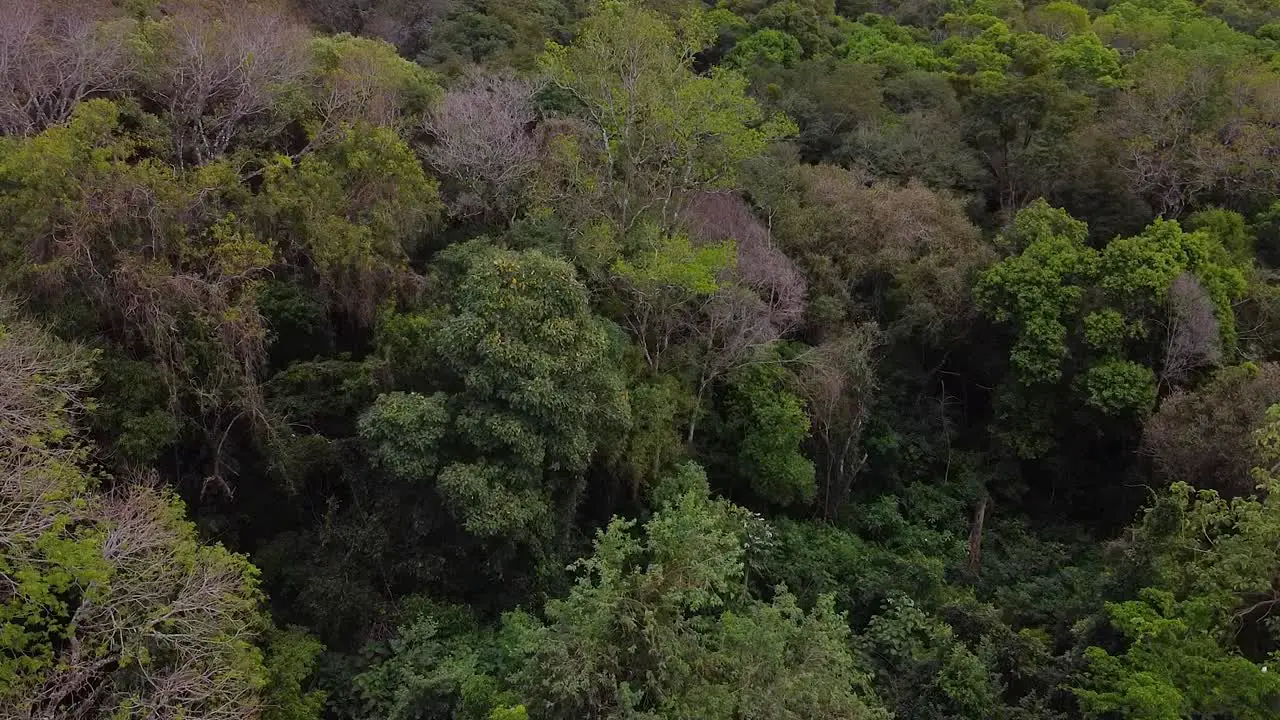 Drone shot Argentina Santa Ana forest midday afternoon with blue sky cloudy landscape around Santa Ana