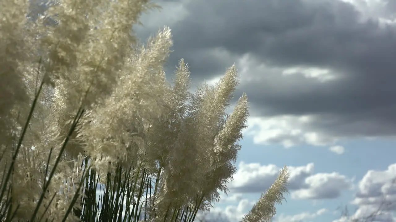 Plumero de la pampa Duster of the pampa plant close up clouds background