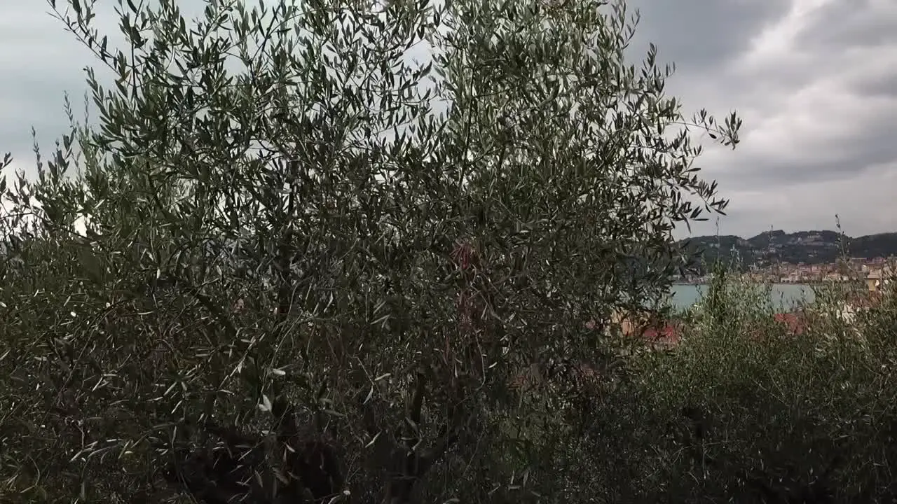 Rising Crane shot of an Olive tree reveals the Gulf of the Poets