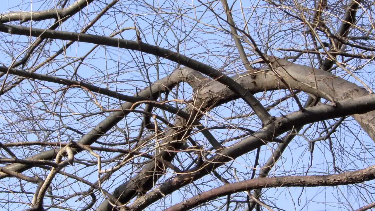 A tree without leafs in Musashiseki Park Tokyo Japan