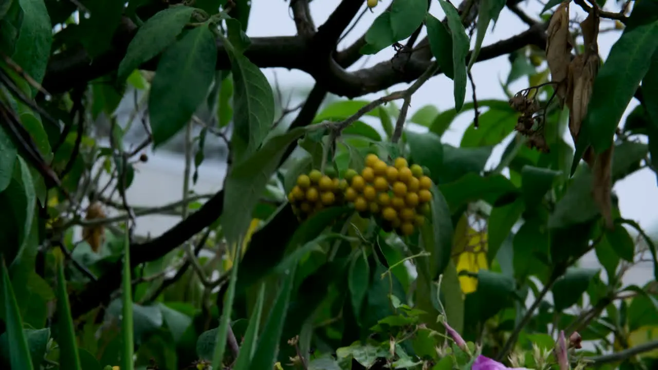 A strong gust of wind swings the branches of a sprouting fruit tree during a tropical storm