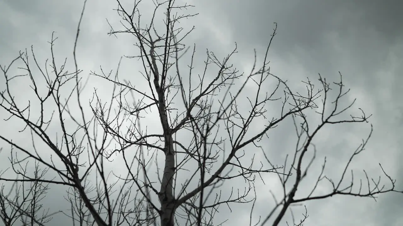 - Tree trees grey sky branches gloomy clouds cloudy overcast depressing outside Exterior Slow Motion Handheld