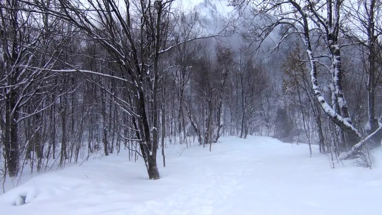 Winter scene a wide shot of woods in a snowy mountain area